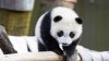 Dónde ver pandas en Estados Unidos y el resto del mundo