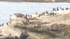 Proponen reglas de acceso a la Jolla Cove para proteger a visitantes y leones marinos